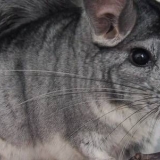 Koliko često kupati činčilu